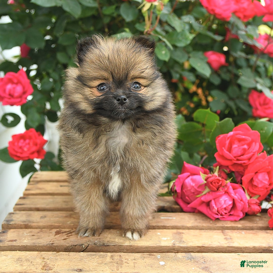 Pomeranian dogs for sale: Joy - Image 5