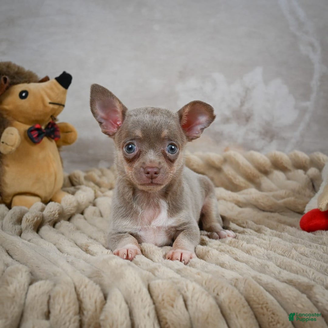 Chihuahua dogs for sale: Sophie - Image 1