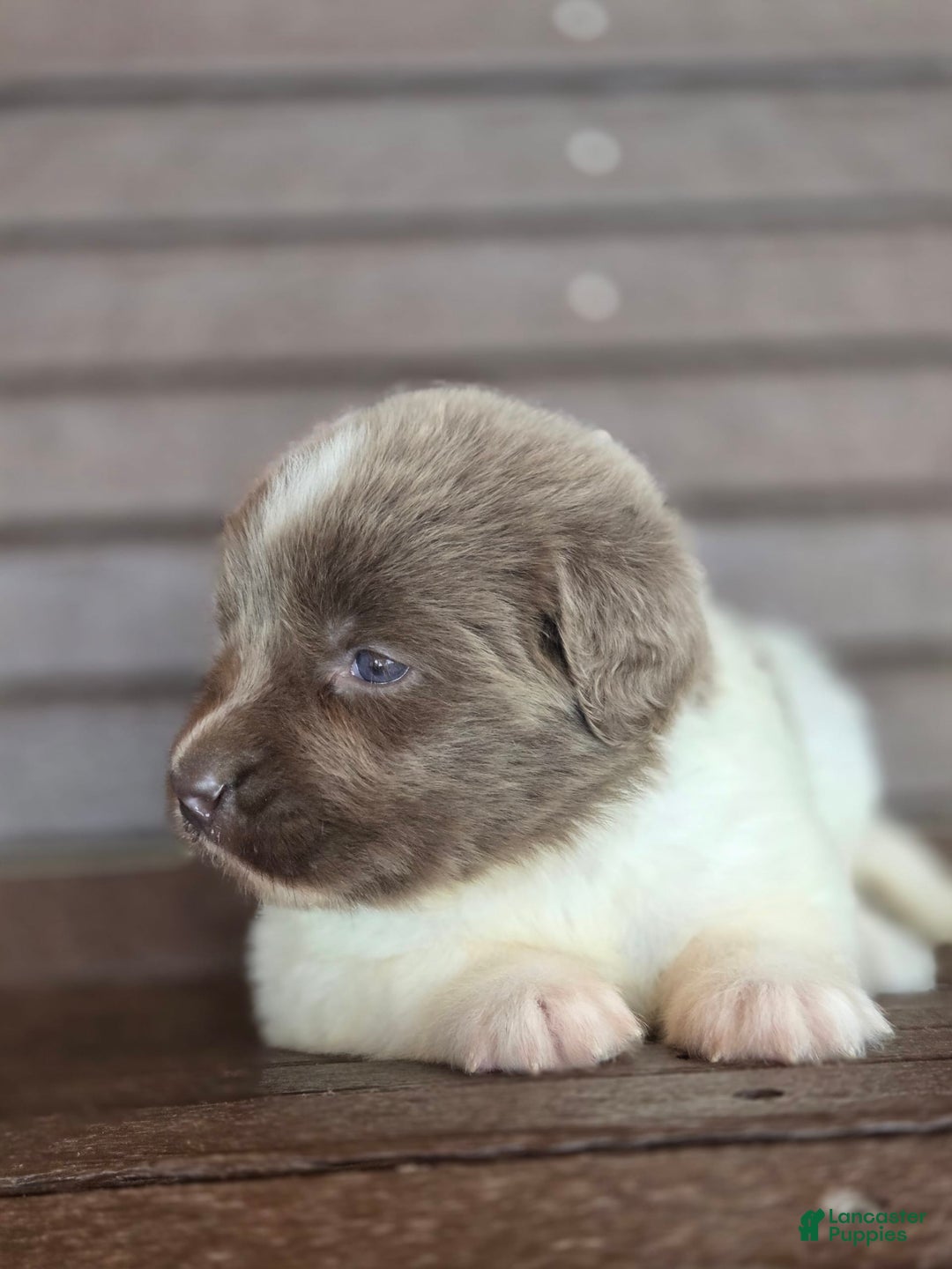 Newfoundland dogs for sale: Rosie - Image 2