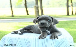Cane Corso dogs for sale: Dexter - Image 3