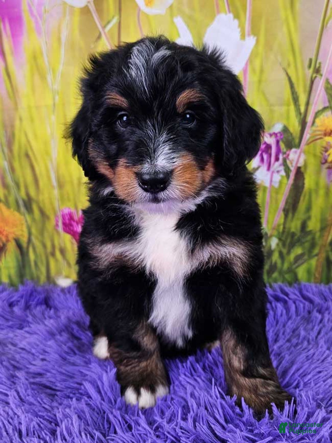 Mini Bernedoodle dogs for sale: Reef - Image 7