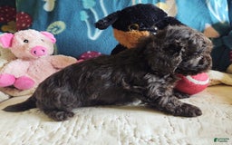 Maltipoo dogs for sale: Count Chocolate - Image 33