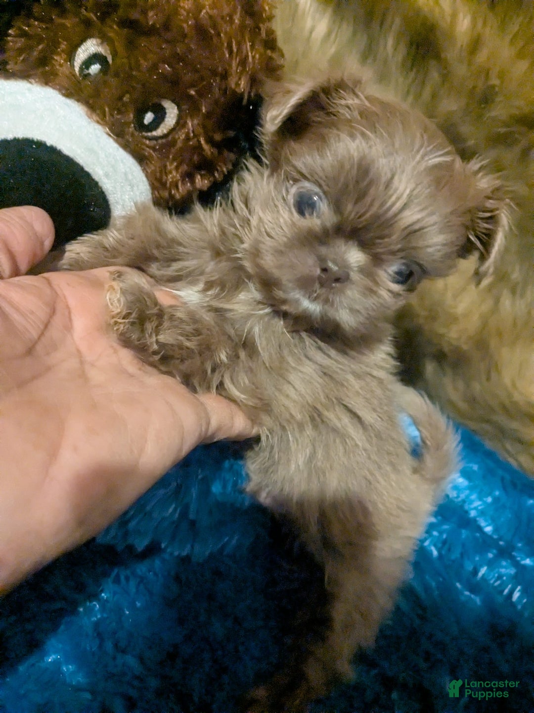 Shih Tzu dogs for sale: Tiny Jasper - Image 15