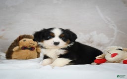 Miniature Australian Shepherd dogs for sale: Trixie - Image 6