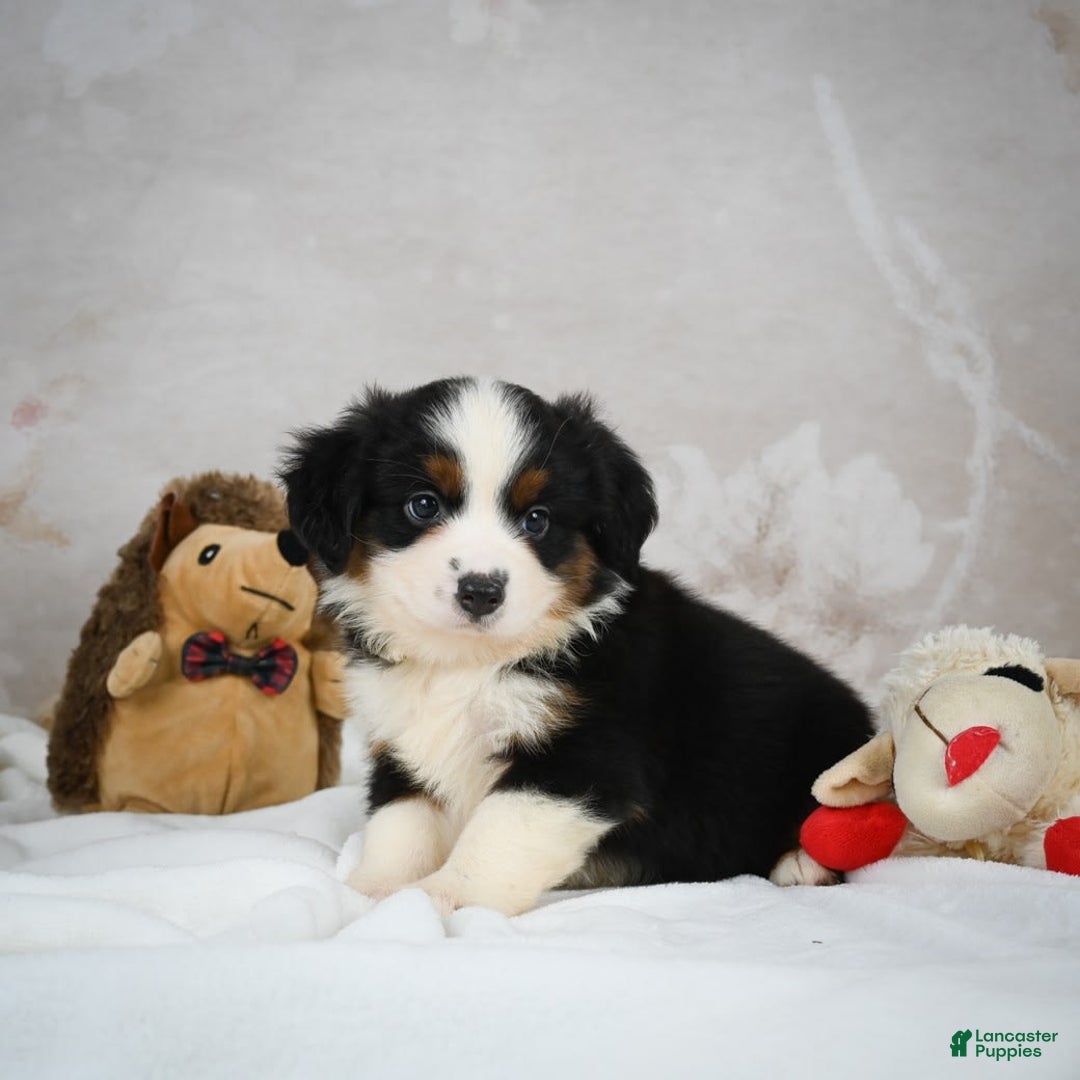 Miniature Australian Shepherd dogs for sale: Trixie - Image 6