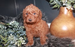 Mini Goldendoodle dogs for sale: Macy - Image 5