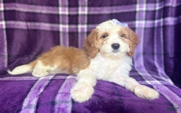 Cavapoo dogs for sale: Sophie - Image 7
