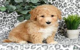 Bichpoo dogs for sale: Nolan - Image 1