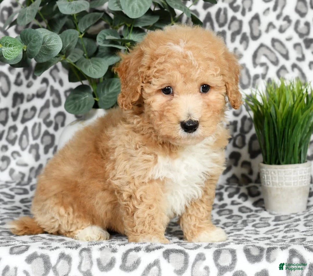Bichpoo dogs for sale: Nolan - Image 1