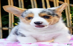Welsh Corgi Pembroke dogs for sale: Georgie - Image 2