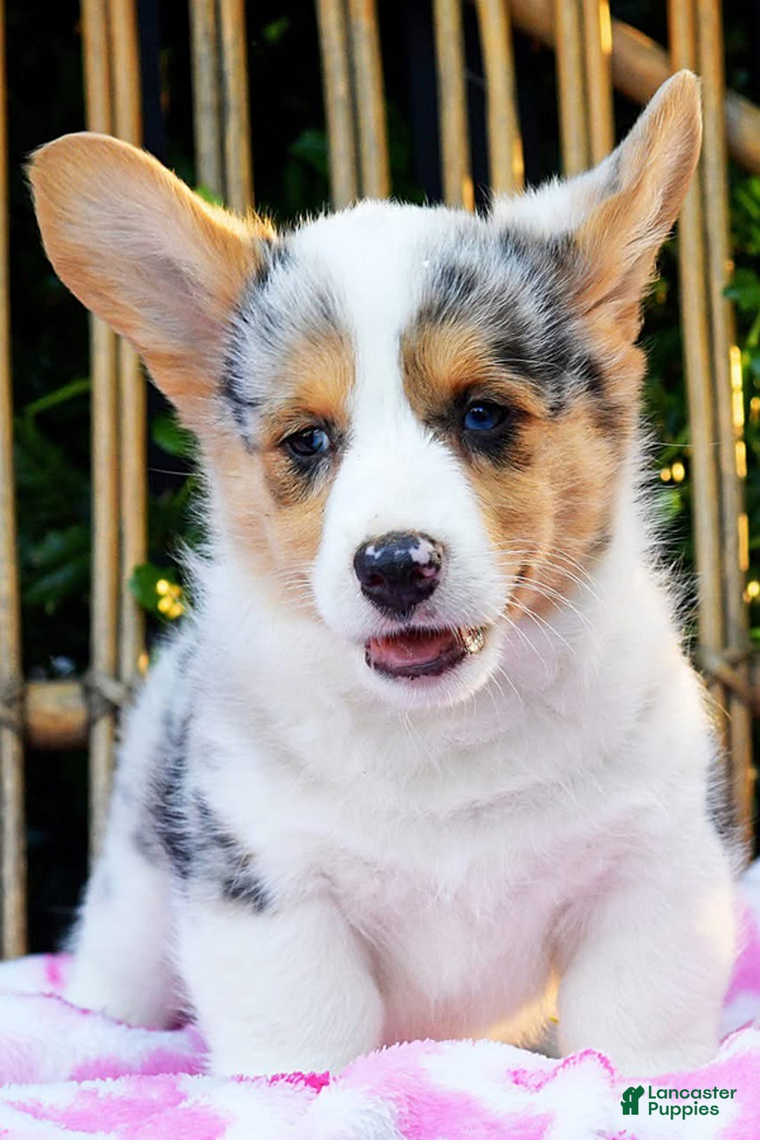 Welsh Corgi Pembroke dogs for sale: Georgie - Image 2