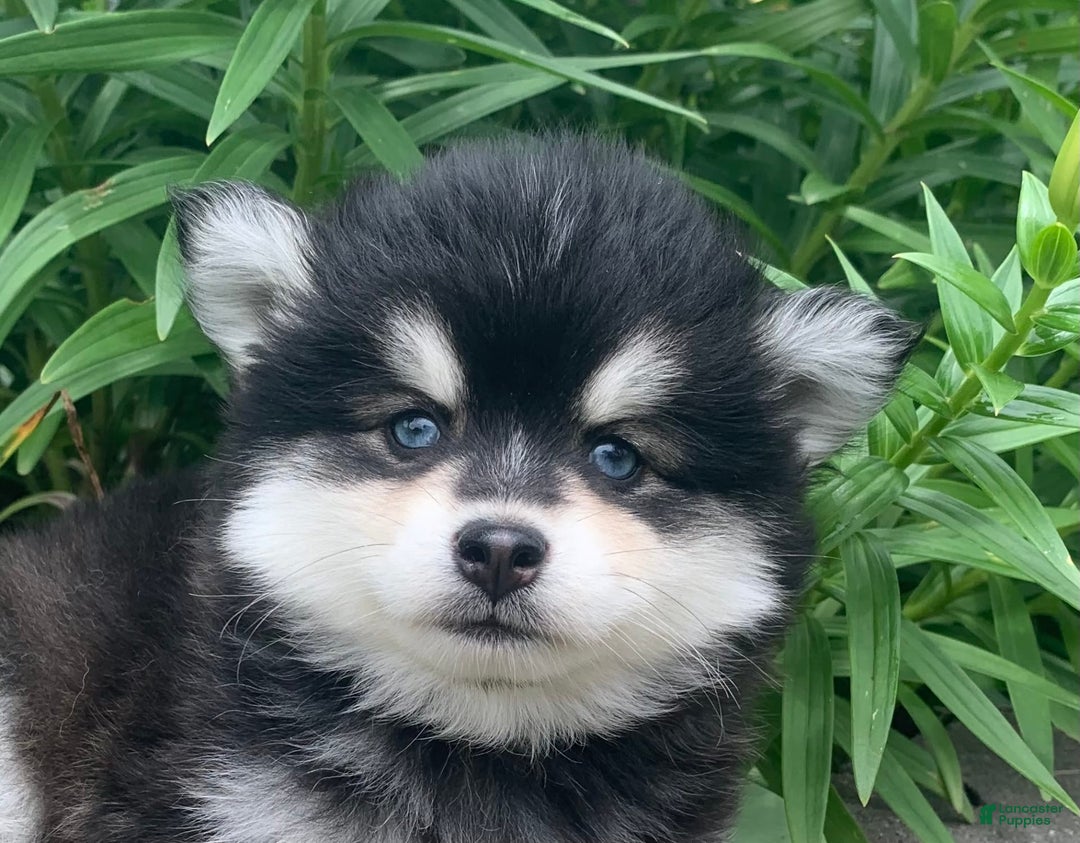 Alaskan Klee Kai dogs for sale: Kai  Toy Boy - Image 10