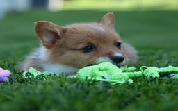 Welsh Corgi Pembroke dogs for sale: Garrett - Image 1