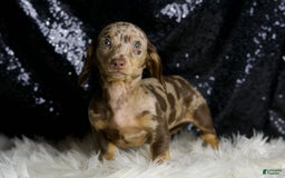 Miniature Dachshund dogs for sale: Piper - Image 6