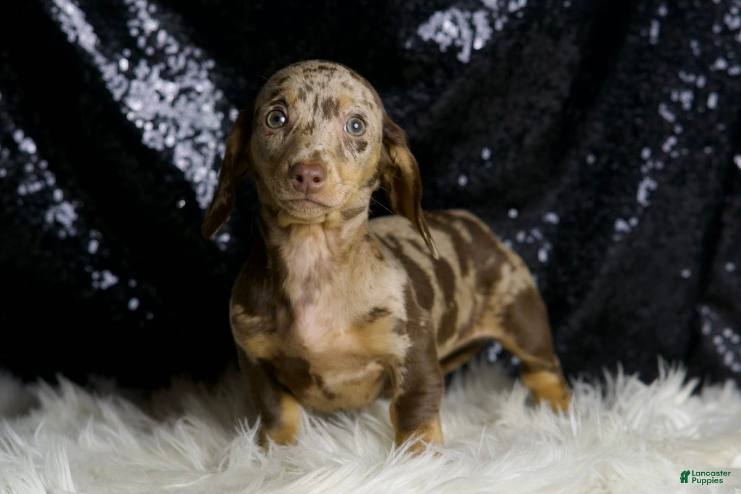 Miniature Dachshund dogs for sale: Piper - Image 6