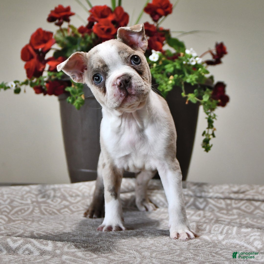 Boston Terrier dogs for sale: Laura - Image 7