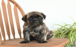 English Mastiff dogs for sale: Mr Grizzle - Image 3