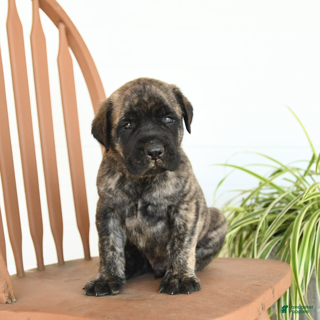English Mastiff dogs for sale: Mr Grizzle - Image 3