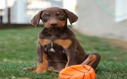 Doberman Pinscher dogs for sale: Dusty - Image 11
