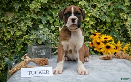 Boxer dogs for sale: Tucker - Image 1