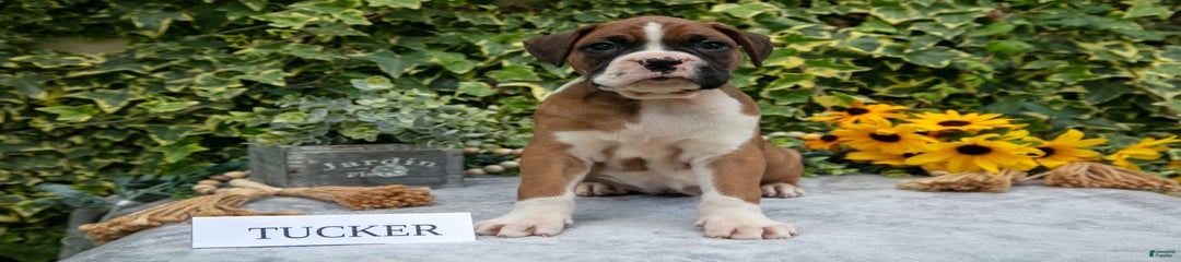 Tucker