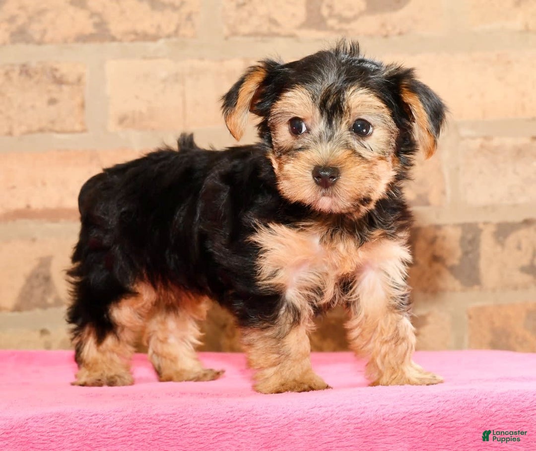 Yorkshire Terrier dogs for sale: Angie - Image 6