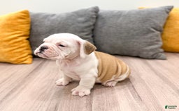 Beabull dogs for sale: Sarge - Image 5