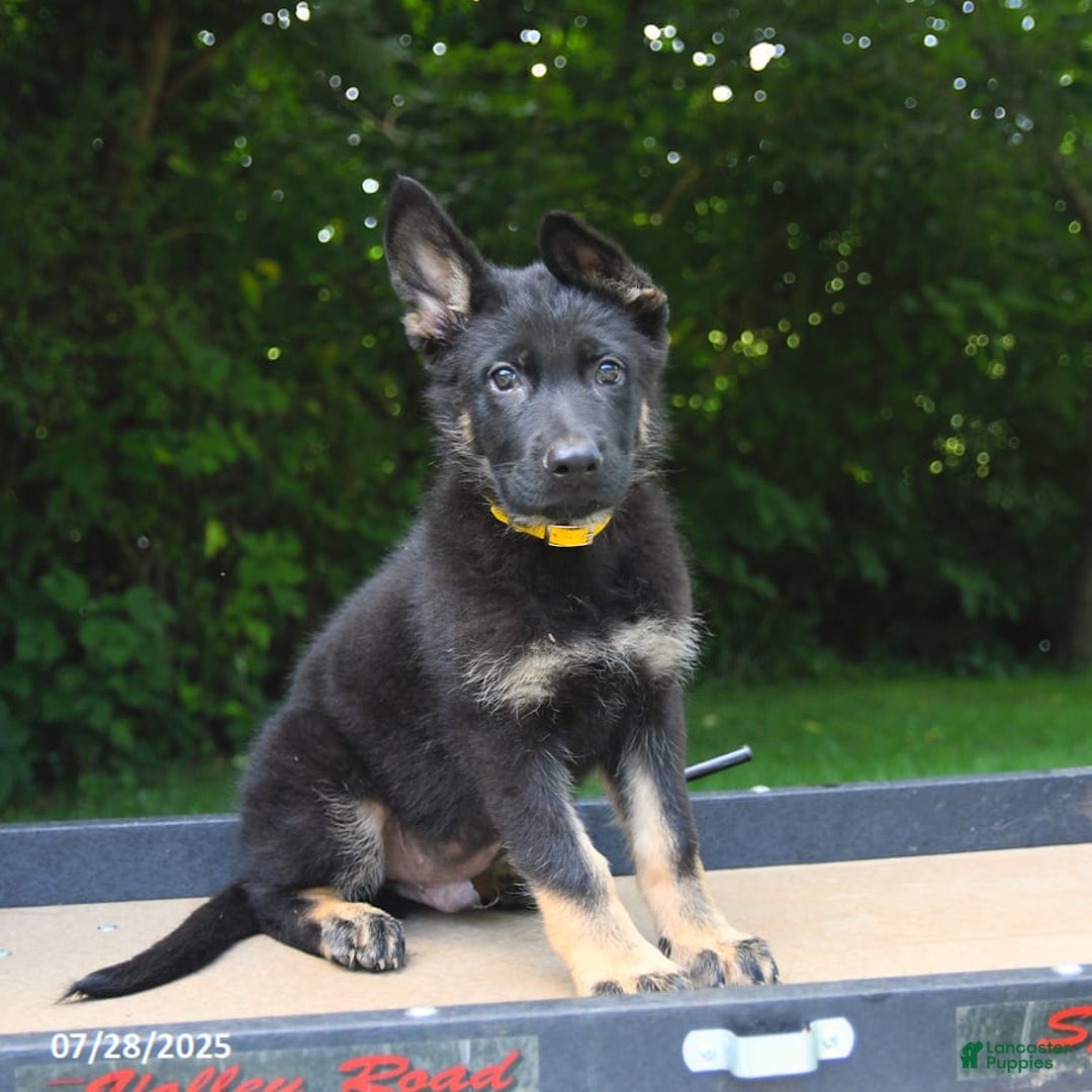 German Shepherd dogs for sale: Jeffry - Image 3