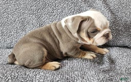 English Bulldog dogs for sale: Carson - Image 4