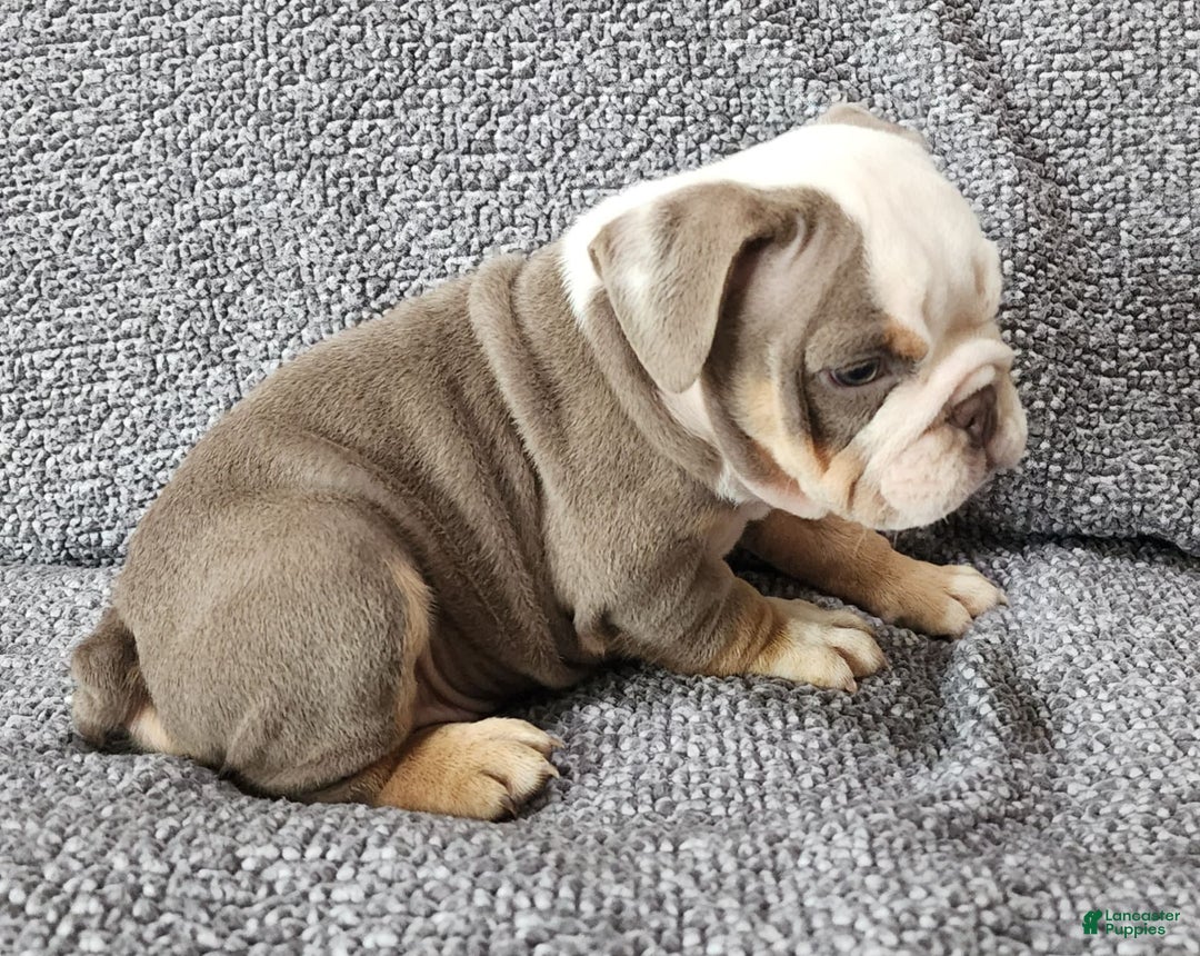English Bulldog dogs for sale: Carson - Image 4