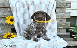 German Shorthaired Pointer dogs for sale: Lemon - Image 3