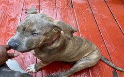 American Bully dogs for sale: Majestic - Image 9