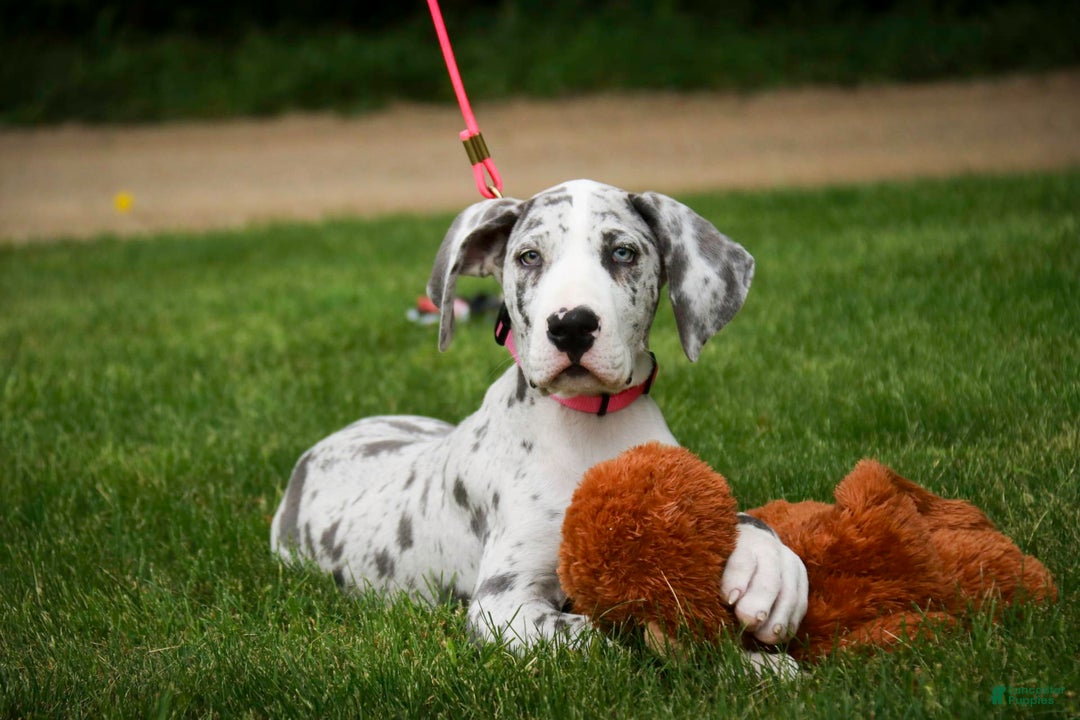 Great Dane dogs for sale: Joujou - Image 17