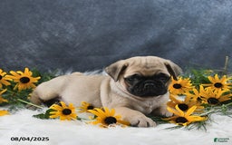 Pug dogs for sale: Tristan - Image 4