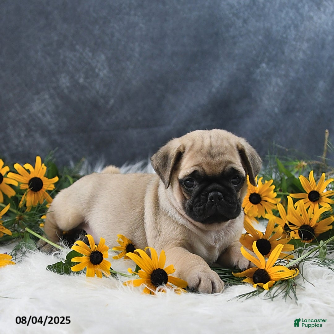Pug dogs for sale: Tristan - Image 4