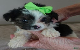 Yorkshire Terrier dogs for sale: Beckham - Image 28