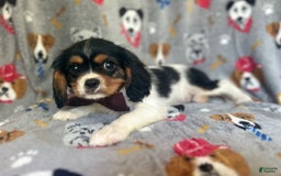 Cavalier King Charles Spaniel dogs for sale: Chewy - Image 9