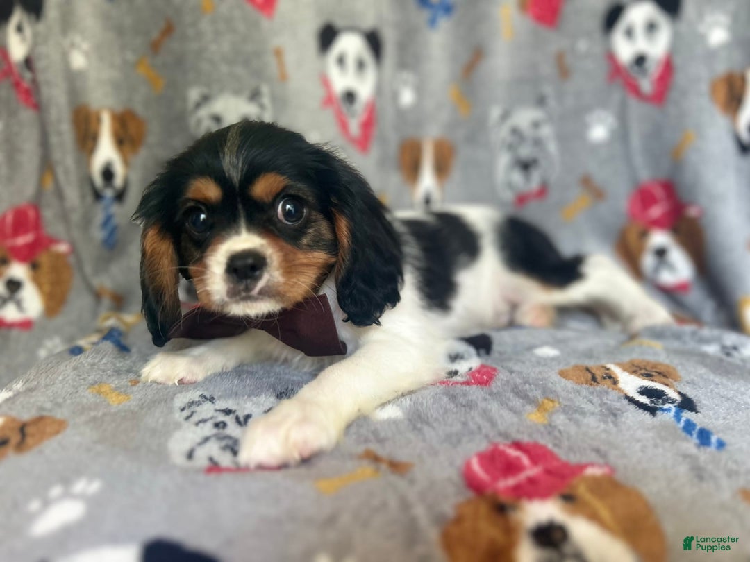 Cavalier King Charles Spaniel dogs for sale: Chewy - Image 9