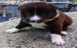 Border Collie dogs for sale: Andy - Image 6