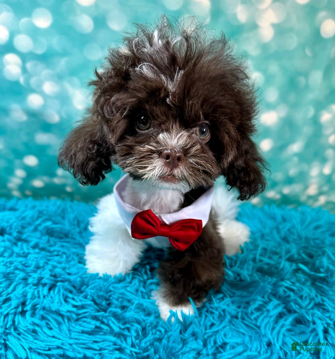 Shihpoo dogs for sale: Lil Alfie - Image 4