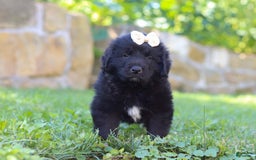 Newfoundland dogs for sale: Nala - Image 4