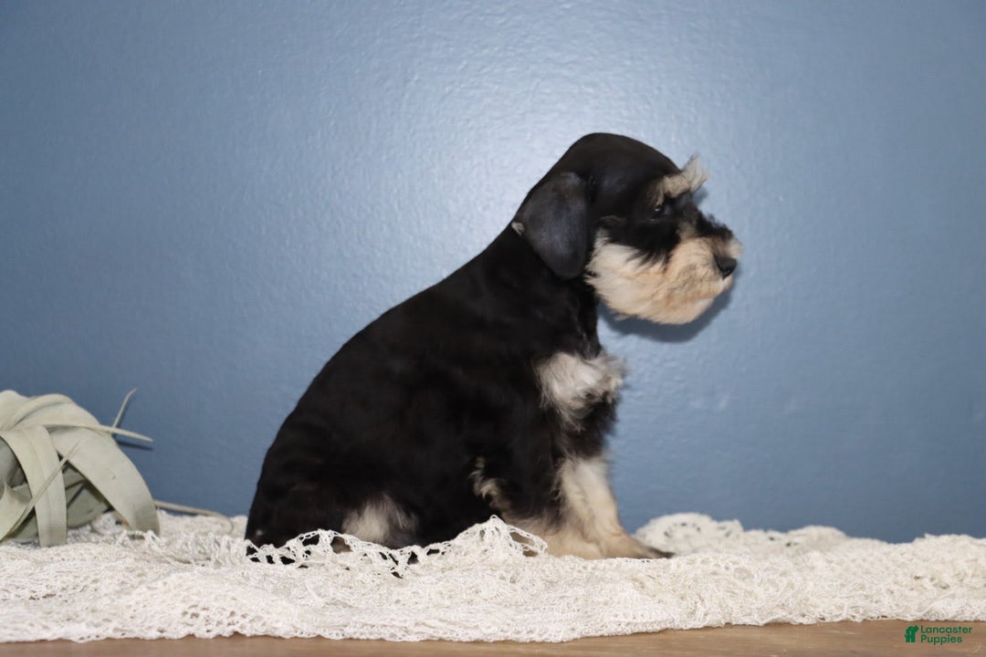 Miniature Schnauzer dogs for sale: Aaron - Image 3