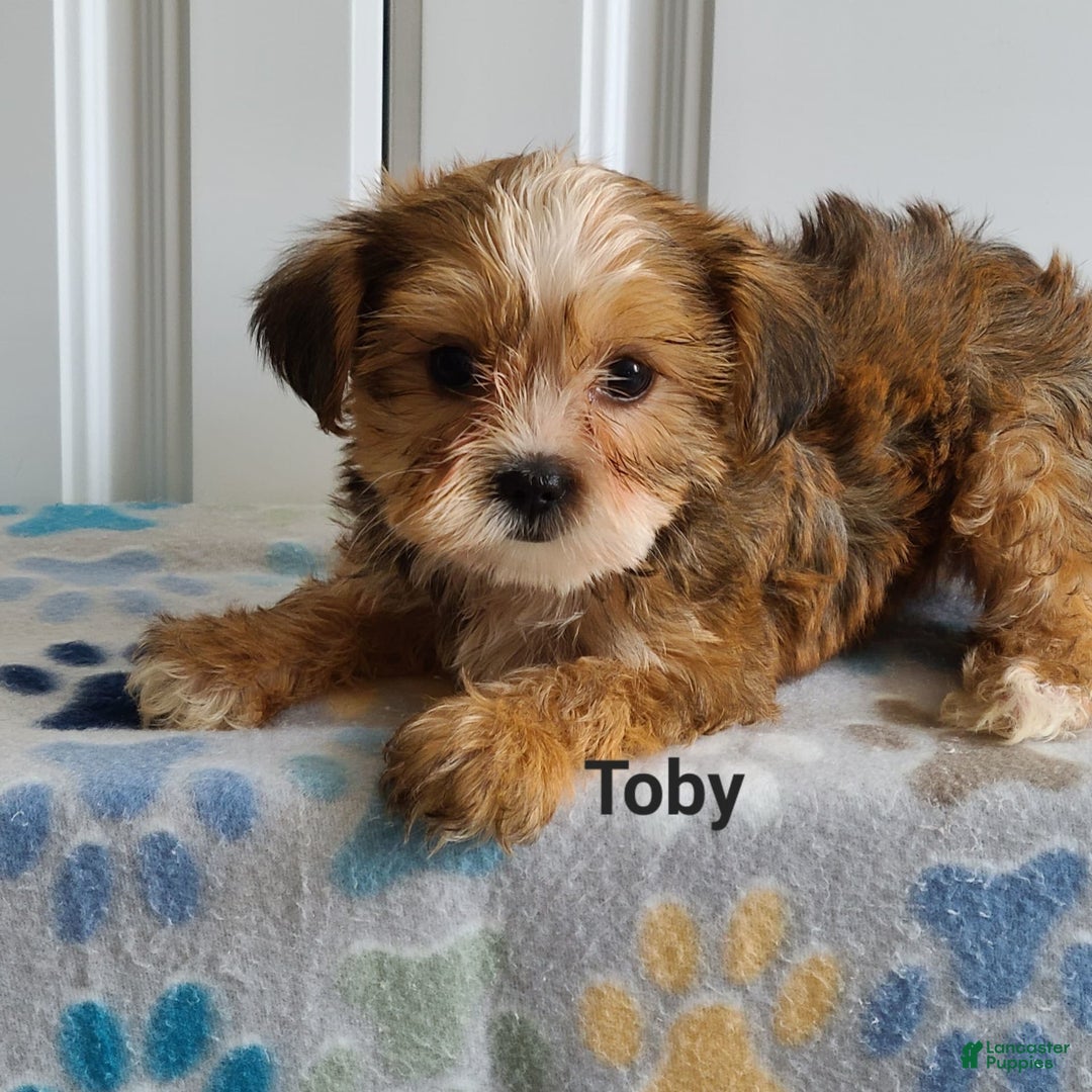 Shorkie dogs for sale: Toby - Image 2