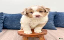Australian Shepherd dogs for sale: Oliver - Image 3