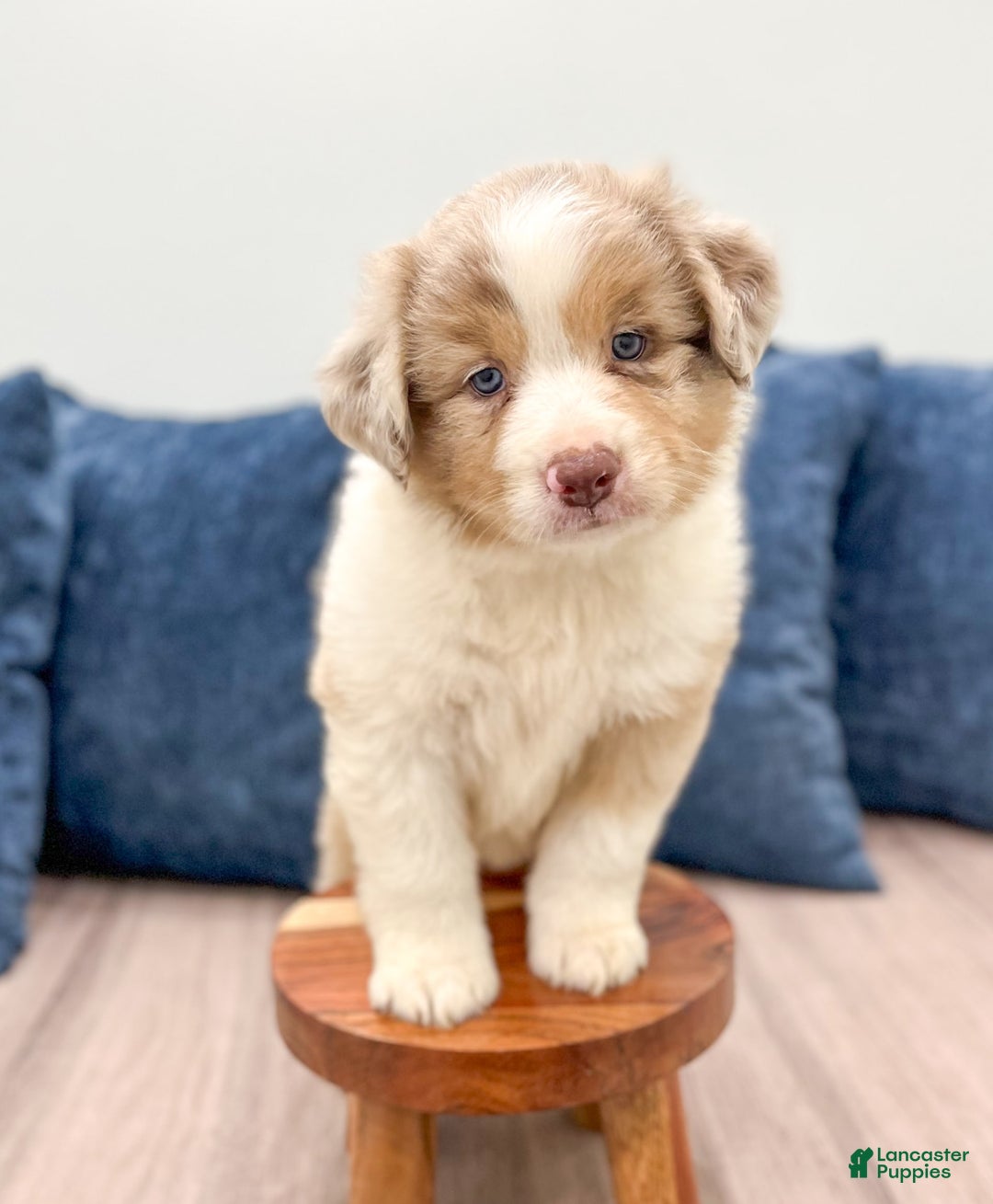 Australian Shepherd dogs for sale: Oliver - Image 3