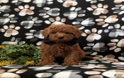 Mini Goldendoodle dogs for sale: Keaunu Genetic Testing - Image 4