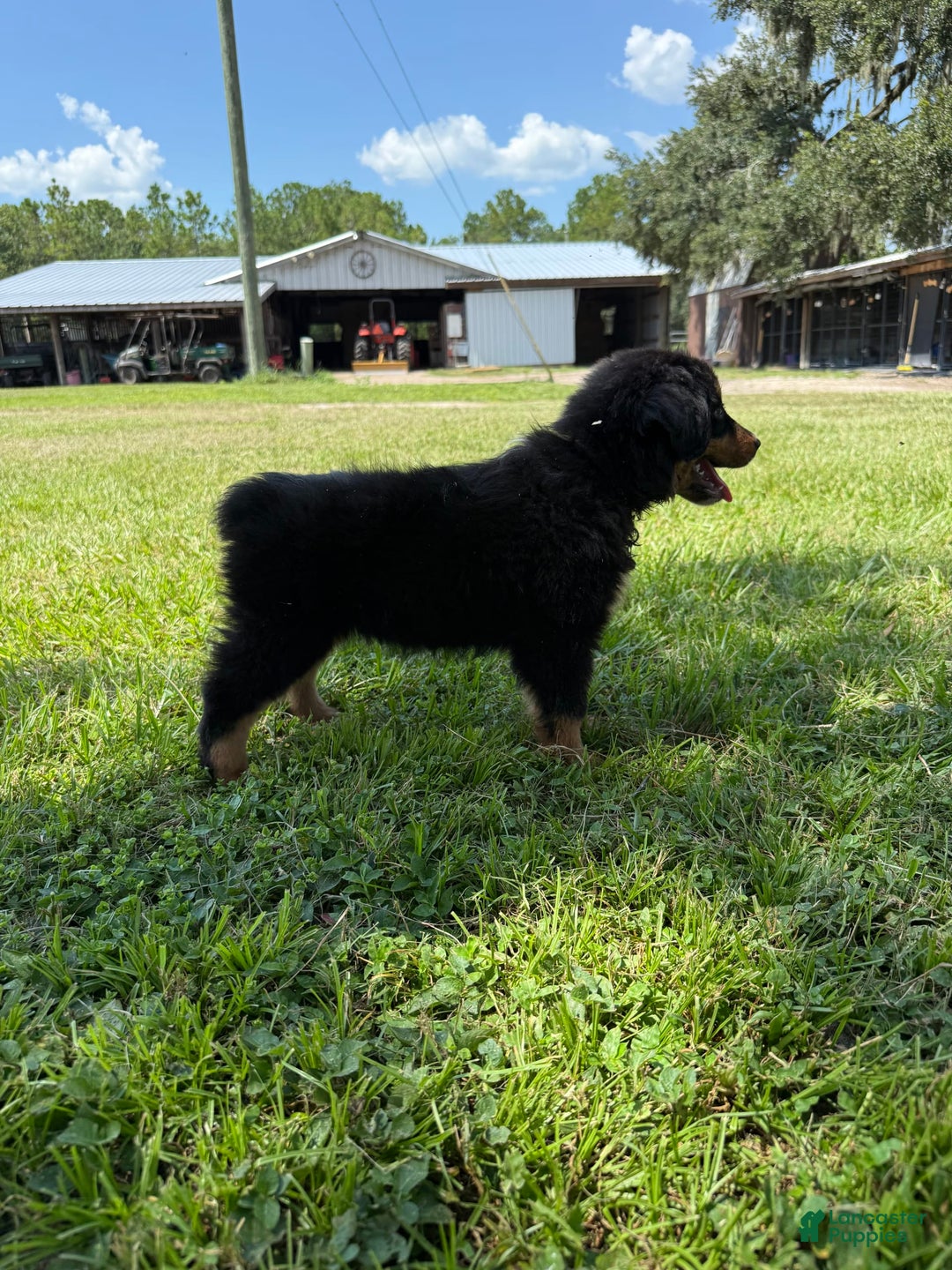 Miniature Australian Shepherd dogs for sale: F-Brown - Image 5