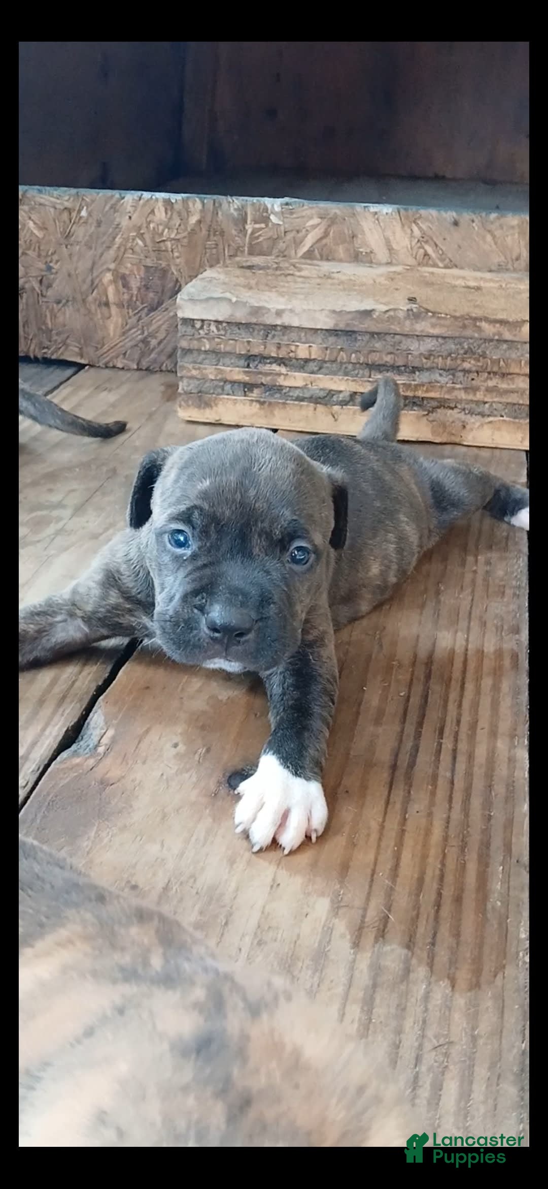 American Pit Bull Terrier dogs for sale: Jack - Image 1
