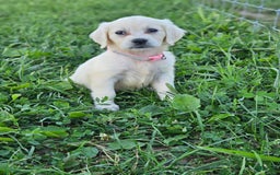 Golden Retriever dogs for sale: Emma - Image 1