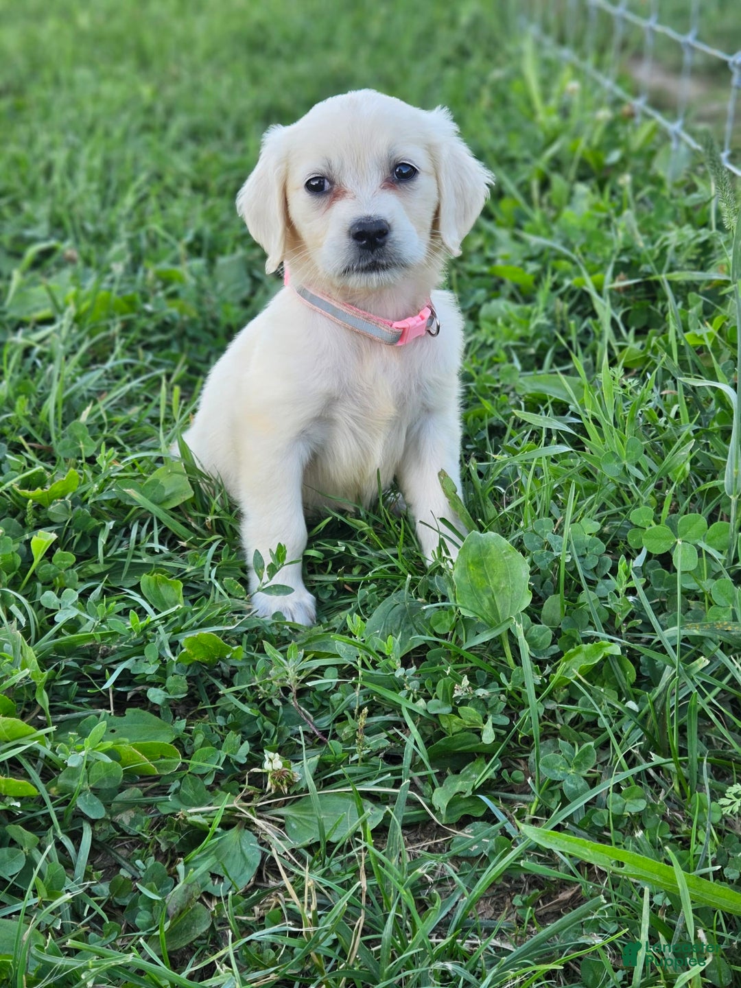 Golden Retriever dogs for sale: Emma - Image 1